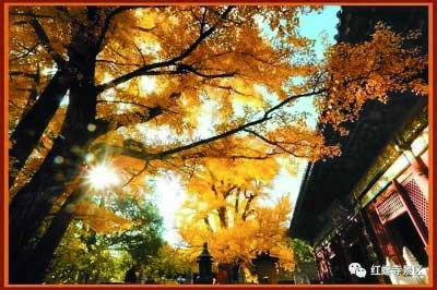 北京这些寺庙银杏最有禅意 错过就要再等一个冬春夏.jpg